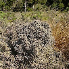Ahukawakawa Swamp, Egmont National Park.<br>Photographer: Bill Clarkson, Licence: <a target='_blank' href='https://creativecommons.org/licenses/by-nc/4.0'>CC BY-NC</a>. <a class='member-message' href='/nzpcn/why-join-nzpcn/' target='_blank'>Members can view a larger version of this image.</a>
