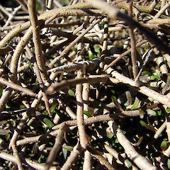 Ahukawakawa Swamp, Egmont National Park.<br>Photographer: Bill Clarkson, Licence: <a target='_blank' href='https://creativecommons.org/licenses/by-nc/4.0'>CC BY-NC</a>. <a class='member-message' href='/nzpcn/why-join-nzpcn/' target='_blank'>Members can view a larger version of this image.</a>