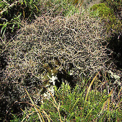 Ahukawakawa Swamp, Egmont National Park.<br>Photographer: Bill Clarkson, Licence: <a target='_blank' href='https://creativecommons.org/licenses/by-nc/4.0'>CC BY-NC</a>. <a class='member-message' href='/nzpcn/why-join-nzpcn/' target='_blank'>Members can view a larger version of this image.</a>
