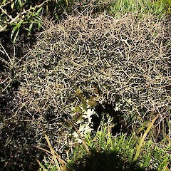 Ahukawakawa Swamp, Egmont National Park.<br>Photographer: Bill Clarkson, Licence: <a target='_blank' href='https://creativecommons.org/licenses/by-nc/4.0'>CC BY-NC</a>. <a class='member-message' href='/nzpcn/why-join-nzpcn/' target='_blank'>Members can view a larger version of this image.</a>
