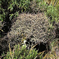 Ahukawakawa Swamp, Egmont National Park.<br>Photographer: Bill Clarkson, Licence: <a target='_blank' href='https://creativecommons.org/licenses/by-nc/4.0'>CC BY-NC</a>. <a class='member-message' href='/nzpcn/why-join-nzpcn/' target='_blank'>Members can view a larger version of this image.</a>