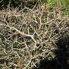 Ahukawakawa Swamp, Egmont National Park.<br>Photographer: Bill Clarkson, Licence: <a target='_blank' href='https://creativecommons.org/licenses/by-nc/4.0'>CC BY-NC</a>. <a class='member-message' href='/nzpcn/why-join-nzpcn/' target='_blank'>Members can view a larger version of this image.</a>