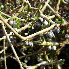 Ahukawakawa Swamp, Egmont National Park.<br>Photographer: Bill Clarkson, Licence: <a target='_blank' href='https://creativecommons.org/licenses/by-nc/4.0'>CC BY-NC</a>. <a class='member-message' href='/nzpcn/why-join-nzpcn/' target='_blank'>Members can view a larger version of this image.</a>