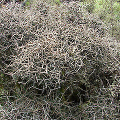 Ahukawakawa Swamp, Egmont National Park.<br>Photographer: Bill Clarkson, Licence: <a target='_blank' href='https://creativecommons.org/licenses/by-nc/4.0'>CC BY-NC</a>. <a class='member-message' href='/nzpcn/why-join-nzpcn/' target='_blank'>Members can view a larger version of this image.</a>