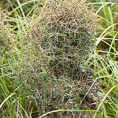 Ahukawakawa Swamp.<br>Photographer: Mike Thorsen, Date taken: 16/03/2013, Licence: All rights reserved. <a class='member-message' href='/nzpcn/why-join-nzpcn/' target='_blank'>Members can view a larger version of this image.</a>