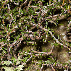 Ahukawakawa Swamp.<br>Photographer: Mike Thorsen, Date taken: 16/03/2013, Licence: All rights reserved. <a class='member-message' href='/nzpcn/why-join-nzpcn/' target='_blank'>Members can view a larger version of this image.</a>