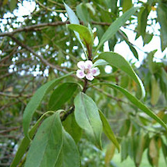 Cultivated, October.<br>Photographer: John Smith-Dodsworth, Licence: <a target='_blank' href='https://creativecommons.org/licenses/by-nc/4.0'>CC BY-NC</a>.