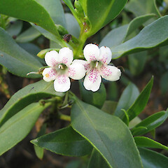 Close up of Flowers, Macauley Island.<br>Photographer: John Barkla, Licence: <a target='_blank' href='https://creativecommons.org/licenses/by/4.0'>CC BY</a>. <a class='member-message' href='/nzpcn/why-join-nzpcn/' target='_blank'>Members can view a larger version of this image.</a>