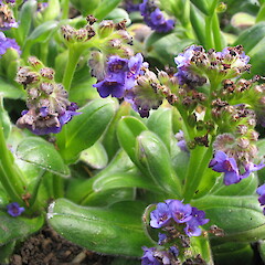 In cultivation.<br>Photographer: John Barkla, Date taken: 01/12/2007, Licence: <a target='_blank' href='https://creativecommons.org/licenses/by/4.0'>CC BY</a>. <a class='member-message' href='/nzpcn/why-join-nzpcn/' target='_blank'>Members can view a larger version of this image.</a>