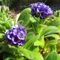 Myosotis capitata.<br>Photographer: John Barkla, Date taken: 14/11/2010, Licence: <a target='_blank' href='https://creativecommons.org/licenses/by/4.0'>CC BY</a>. <a class='member-message' href='/nzpcn/why-join-nzpcn/' target='_blank'>Members can view a larger version of this image.</a>