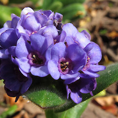 Myosotis capitata.<br>Photographer: John Barkla, Date taken: 14/11/2010, Licence: <a target='_blank' href='https://creativecommons.org/licenses/by/4.0'>CC BY</a>. <a class='member-message' href='/nzpcn/why-join-nzpcn/' target='_blank'>Members can view a larger version of this image.</a>