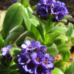 Myosotis capitata.<br>Photographer: John Barkla, Date taken: 14/11/2010, Licence: <a target='_blank' href='https://creativecommons.org/licenses/by/4.0'>CC BY</a>. <a class='member-message' href='/nzpcn/why-join-nzpcn/' target='_blank'>Members can view a larger version of this image.</a>