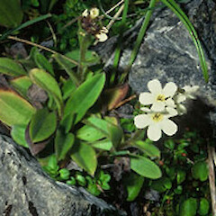 Myosotis explanata
