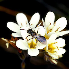 Myosotis laeta