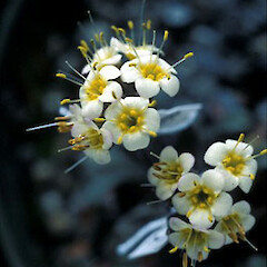 Myosotis monroi