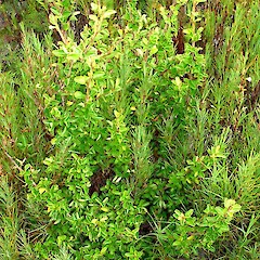 Myrsine coxii.<br>Photographer: Peter J de Lange, Licence: <a target='_blank' href='https://creativecommons.org/licenses/by-nc/4.0'>CC BY-NC</a>. <a class='member-message' href='/nzpcn/why-join-nzpcn/' target='_blank'>Members can view a larger version of this image.</a>