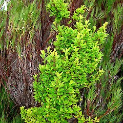 Myrsine coxii.<br>Photographer: Peter J de Lange, Licence: <a target='_blank' href='https://creativecommons.org/licenses/by-nc/4.0'>CC BY-NC</a>. <a class='member-message' href='/nzpcn/why-join-nzpcn/' target='_blank'>Members can view a larger version of this image.</a>