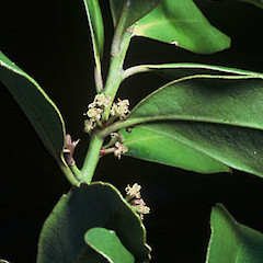A plant in cultivation (September).<br>Photographer: John Smith-Dodsworth, Licence: <a target='_blank' href='https://creativecommons.org/licenses/by-nc/4.0'>CC BY-NC</a>.
