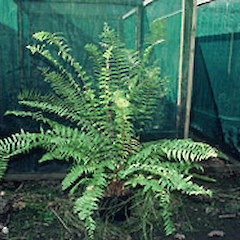 Taken in May.<br>Photographer: John Smith-Dodsworth, Licence: <a target='_blank' href='https://creativecommons.org/licenses/by-nc/4.0'>CC BY-NC</a>.