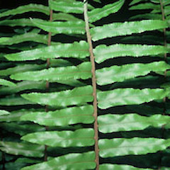 Taken in May.<br>Photographer: John Smith-Dodsworth, Licence: <a target='_blank' href='https://creativecommons.org/licenses/by-nc/4.0'>CC BY-NC</a>.