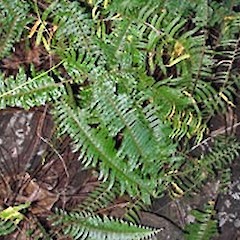 Forest floor, Rarotonga. July 2006.<br>Photographer: Peter J de Lange, Licence: <a target='_blank' href='https://creativecommons.org/licenses/by-nc/4.0'>CC BY-NC</a>.