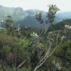 Windy Canyon, Great Barrier Island.<br>Photographer: Gillian M. Crowcroft, Licence: All rights reserved.