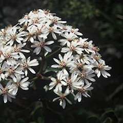 Close up, Windy Canyon, October.<br>Photographer: Gillian M. Crowcroft, Licence: All rights reserved.