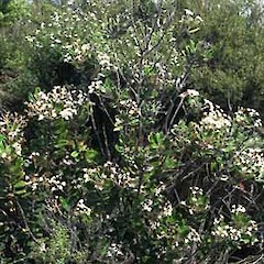 Taken at Haraotaonga Road.<br>Photographer: Gillian M. Crowcroft, Licence: All rights reserved.