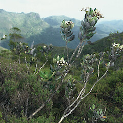 Windy Canyon, Great Barrier Island, October 2000.<br>Photographer: Gillian M. Crowcroft, Licence: All rights reserved. <a class='member-message' href='/nzpcn/why-join-nzpcn/' target='_blank'>Members can view a larger version of this image.</a>