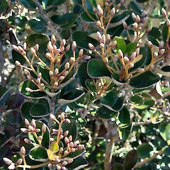 Flower buds, Great Barrier Island.<br>Photographer: Peter J de Lange, Date taken: 01/10/2010, Licence: <a target='_blank' href='https://creativecommons.org/licenses/by-nc/4.0'>CC BY-NC</a>. <a class='member-message' href='/nzpcn/why-join-nzpcn/' target='_blank'>Members can view a larger version of this image.</a>