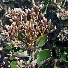 Flower buds, Great Barrier Island.<br>Photographer: Peter J de Lange, Date taken: 01/10/2010, Licence: <a target='_blank' href='https://creativecommons.org/licenses/by-nc/4.0'>CC BY-NC</a>. <a class='member-message' href='/nzpcn/why-join-nzpcn/' target='_blank'>Members can view a larger version of this image.</a>