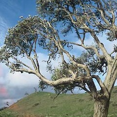 Shawia traversiorum