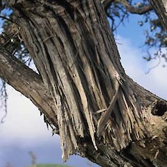 Olearia traversii Bark.<br>Photographer: Peter J de Lange, Licence: <a target='_blank' href='https://creativecommons.org/licenses/by-nc/4.0'>CC BY-NC</a>.
