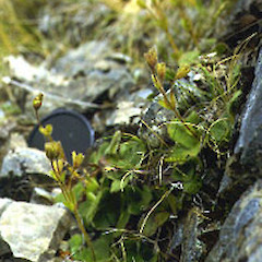 Mt Cerberus.<br>Photographer: Heidi Meudt, Licence: All rights reserved.