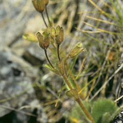Ourisia spathulata.<br>Photographer: Heidi Meudt, Licence: All rights reserved.