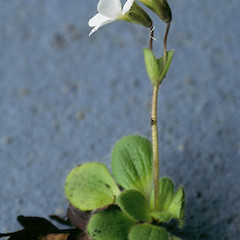 An image of Ourisia spathulata.<br>Photographer: Heidi Meudt, Licence: All rights reserved.
