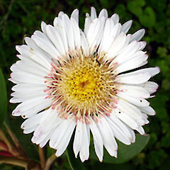 Close up, in cultivation, Auckland. Nov 2006.<br>Photographer: Peter J de Lange, Licence: <a target='_blank' href='https://creativecommons.org/licenses/by-nc/4.0'>CC BY-NC</a>.