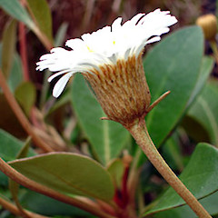 In cultivation, Auckland. Nov 2006.<br>Photographer: Peter J de Lange, Licence: <a target='_blank' href='https://creativecommons.org/licenses/by-nc/4.0'>CC BY-NC</a>.