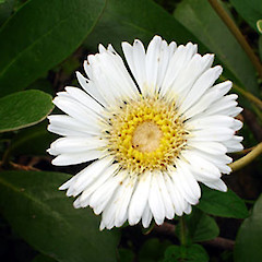 In cultivation, Auckland. Nov 2006.<br>Photographer: Peter J de Lange, Licence: <a target='_blank' href='https://creativecommons.org/licenses/by-nc/4.0'>CC BY-NC</a>.