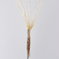 Cypsela. In cultivation.<br>Photographer: Jeremy R. Rolfe, Date taken: 05/02/2007, Licence: <a target='_blank' href='https://creativecommons.org/licenses/by/4.0'>CC BY</a>. <a class='member-message' href='/nzpcn/why-join-nzpcn/' target='_blank'>Members can view a larger version of this image.</a>