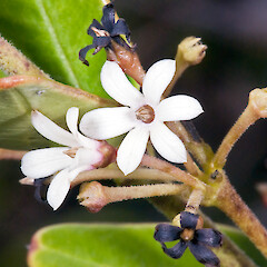 Parsonsia praeruptis
