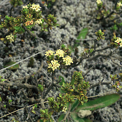 Rangipo, Tongariro NP.<br>Photographer: Gillian M. Crowcroft, Licence: All rights reserved.