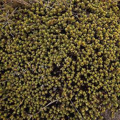 Pimelea microphylla.<br>Photographer: Mike Thorsen, Licence: All rights reserved.