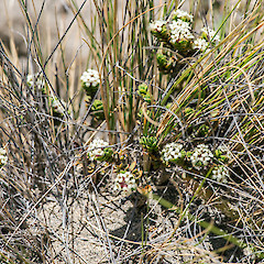 Rangipo Desert.<br>Photographer: Jeremy R. Rolfe, Date taken: 28/11/2014, Licence: <a target='_blank' href='https://creativecommons.org/licenses/by/4.0'>CC BY</a>.
