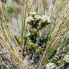 Rangipo Desert.<br>Photographer: Jeremy R. Rolfe, Date taken: 28/11/2014, Licence: <a target='_blank' href='https://creativecommons.org/licenses/by/4.0'>CC BY</a>.