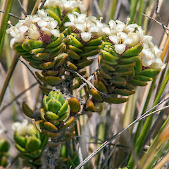 Rangipo Desert.<br>Photographer: Jeremy R. Rolfe, Date taken: 28/11/2014, Licence: <a target='_blank' href='https://creativecommons.org/licenses/by/4.0'>CC BY</a>.