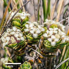 Rangipo Desert.<br>Photographer: Jeremy R. Rolfe, Date taken: 28/11/2014, Licence: <a target='_blank' href='https://creativecommons.org/licenses/by/4.0'>CC BY</a>.