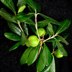 Pittosporum fairchildii fruit and foliage.<br>Photographer: Peter J de Lange, Licence: <a target='_blank' href='https://creativecommons.org/licenses/by-nc/4.0'>CC BY-NC</a>. <a class='member-message' href='/nzpcn/why-join-nzpcn/' target='_blank'>Members can view a larger version of this image.</a>