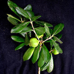 Pittosporum fairchildii fruit and foliage, Ex Cult. West Island, December 2005.<br>Photographer: Peter J de Lange, Licence: <a target='_blank' href='https://creativecommons.org/licenses/by-nc/4.0'>CC BY-NC</a>.