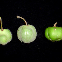 Pittosporum fairchildii showing fruits (mature fruit is the green coloured one on the right), Ex Cult. West Island, December 2005.<br>Photographer: Peter J de Lange, Licence: <a target='_blank' href='https://creativecommons.org/licenses/by-nc/4.0'>CC BY-NC</a>.